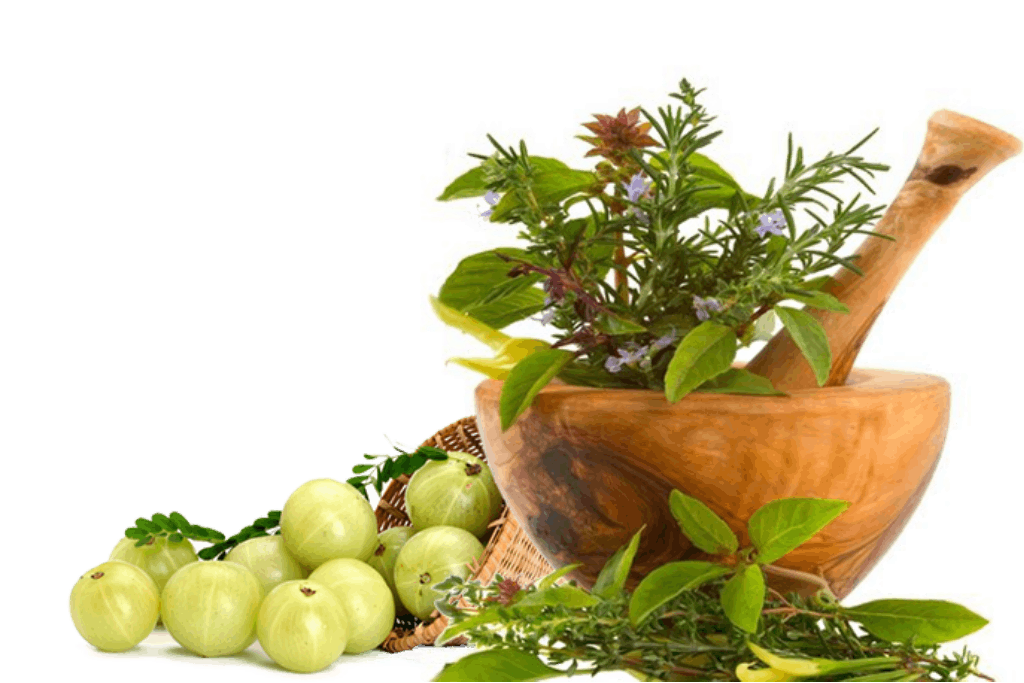 Plant-Based Belgesi