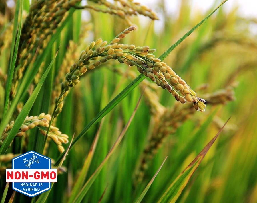 NON-GMO Sertifikası